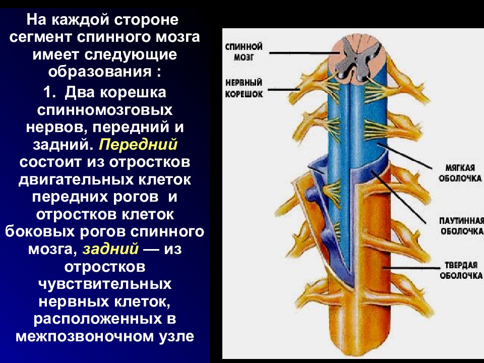 Является продолжением спинного мозга состоит. Образование задних Корешков спинного мозга. Образование передних и задних Корешков спинного мозга. Корешки нервов спинного мозга. Передние и задние корешки нервов.
