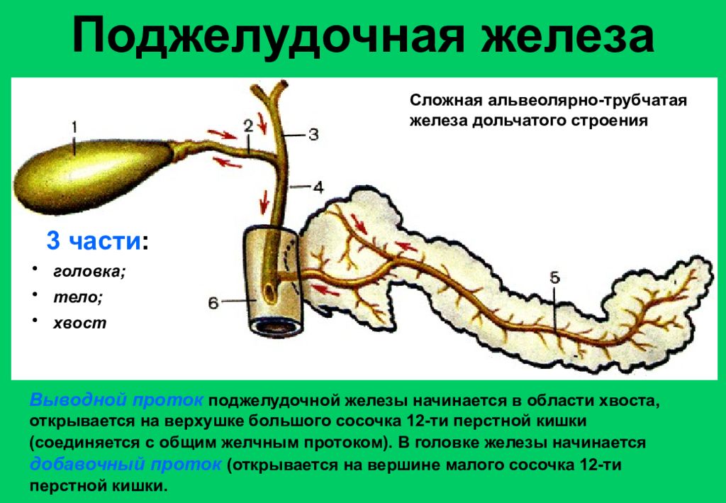 Жидкость железы. Выводные протоки поджелудочной железы схема. Выводные протоки поджелудочной железы строение. Пищеварительная система поджелудочная железа. Выводные протоки печени.