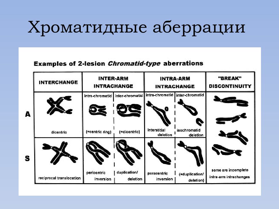 Хромосомные аберрации. Хроматидные и хромосомные аберрации. Типы хромосомных аберраций. Хромосомные аберрации классификация. Назовите типы хромосомных аберраций.