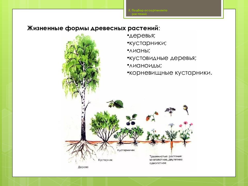 Презентация на тему жизненные формы растений