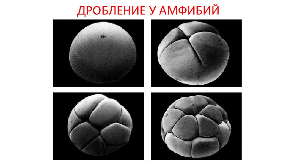 Законы дробления. Дробление амфибий. (Дробление презентация. Равномерное дробление. Дробление у земноводных.