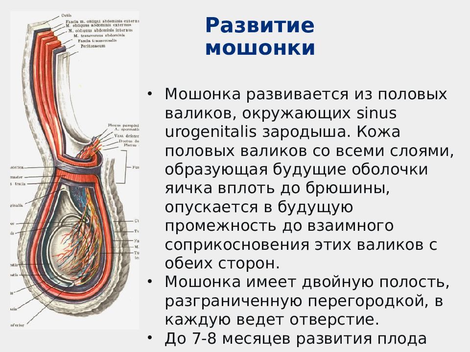 Строение мочеполовой системы у мужчин схема фото с названиями и описанием