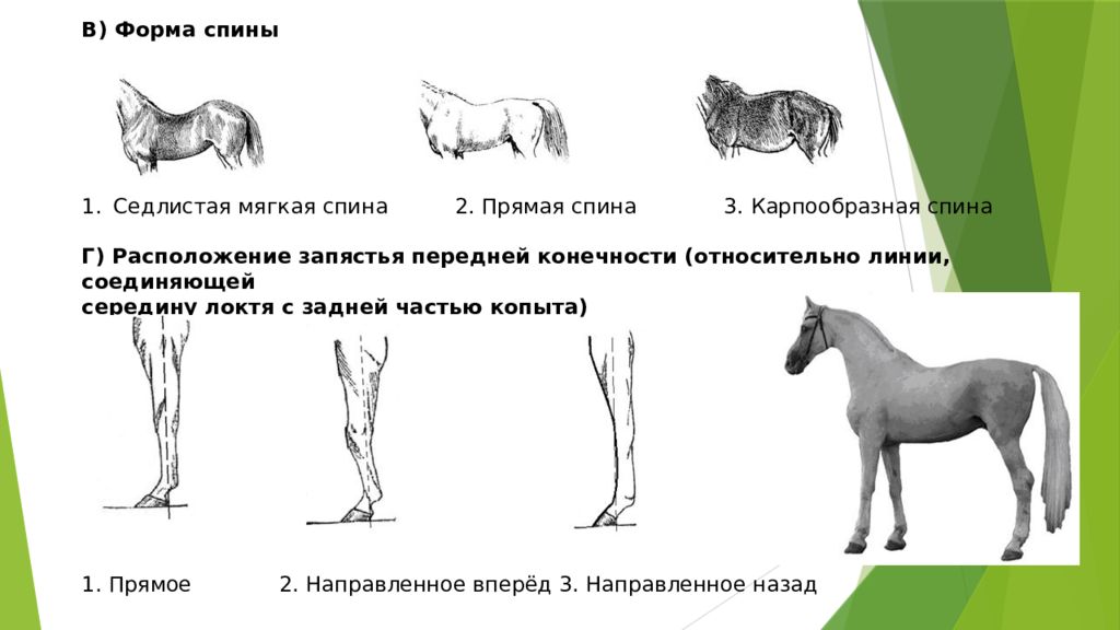 Как подобрать лошадь. Клиновидная форма головы у лошади. Прямая спина у лошади. Форма поясницы лошадей. Лошадь ОГЭ по биологии.