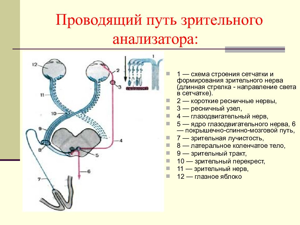 Строение проводникового отдела. Проводящий путь зрительного анализатора схема. Схема проводящих путей зрительной системы. Путь зрительного анализатора анатомия. Проводящий путь зрительного нерва схема.