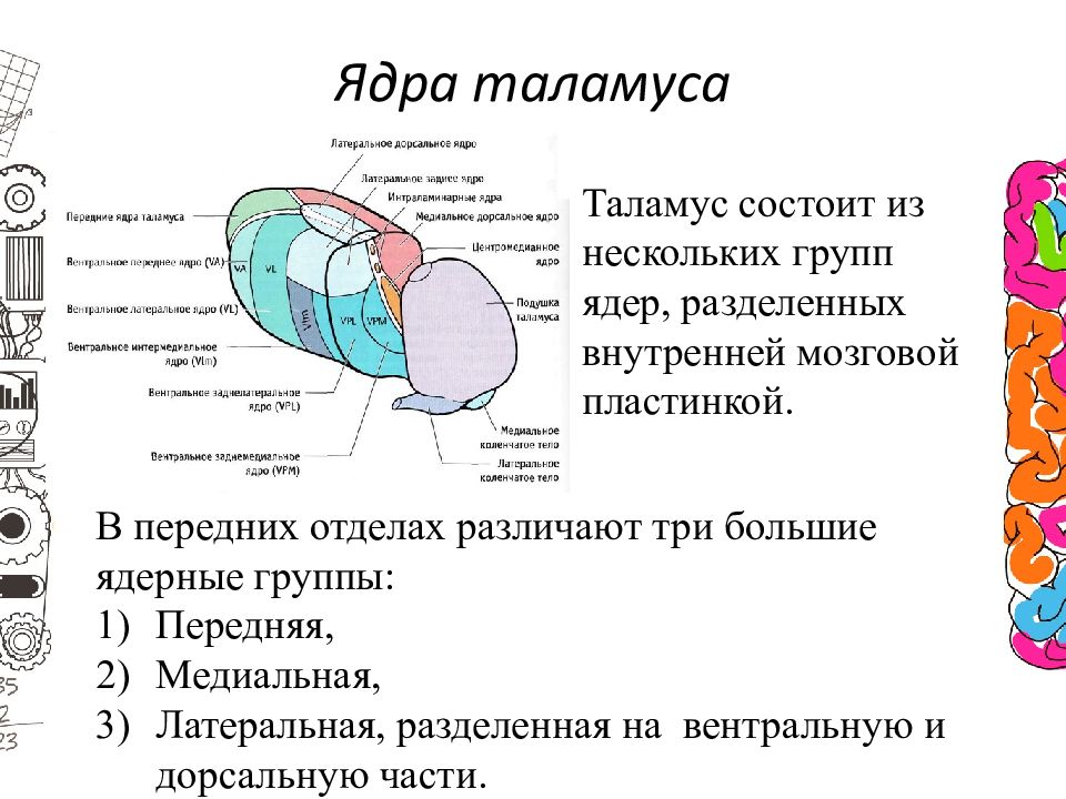 Внутреннее деление. Группы ядер таламуса. Ассоциативные ядра таламуса схема. Медиальные ядра таламуса функции. Передняя группа ядер таламуса функции.