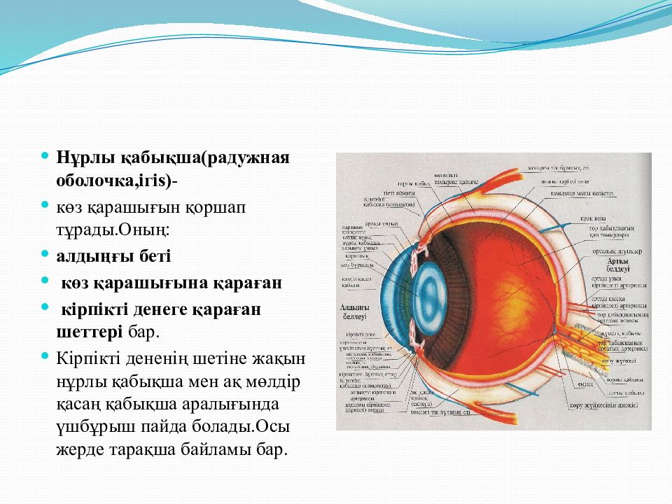 Заполните таблицу строение органа зрения
