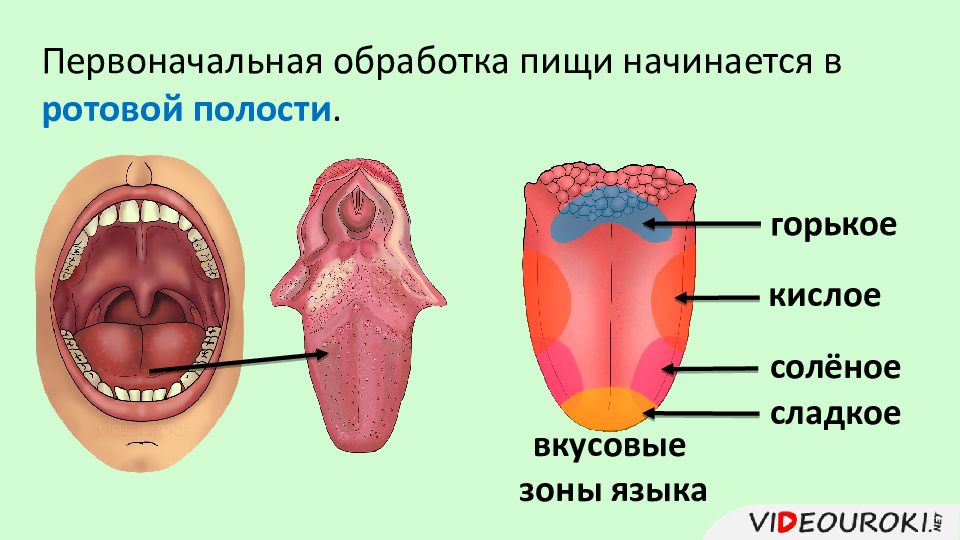 Презентация по биологии 8 класс пищеварение в ротовой полости