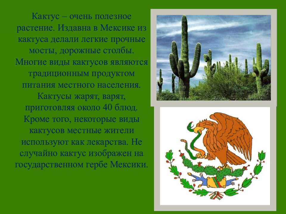 кактусы в мексиканском стиле роспись. кактус на мексиканском гербе. кактус плакат для вечеринки мексика. кактус в сомбреро. ищем кактус.