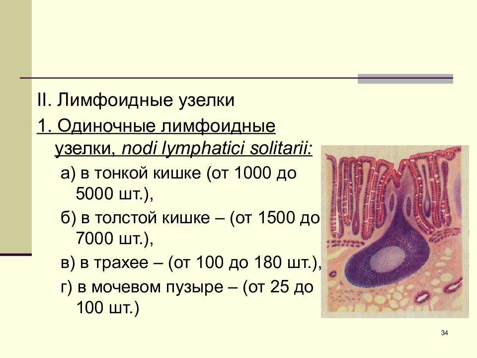 Узелки кишечника. Одиночные лимфоидные узелки. Лимфоидные узелки в кишечнике. Лимфоидные узелки тонкой кишки. Лимфоидные узелки в кишечнике функции.