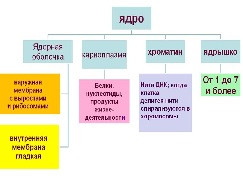 Днк ядра клетки. Ядро и хромосомы презентация. Клеточное ядро хромосомы презентация 10 класс. Клеточное ядро хромосомы 10 класс конспект урока. Ядро презентация 9 класс биология.