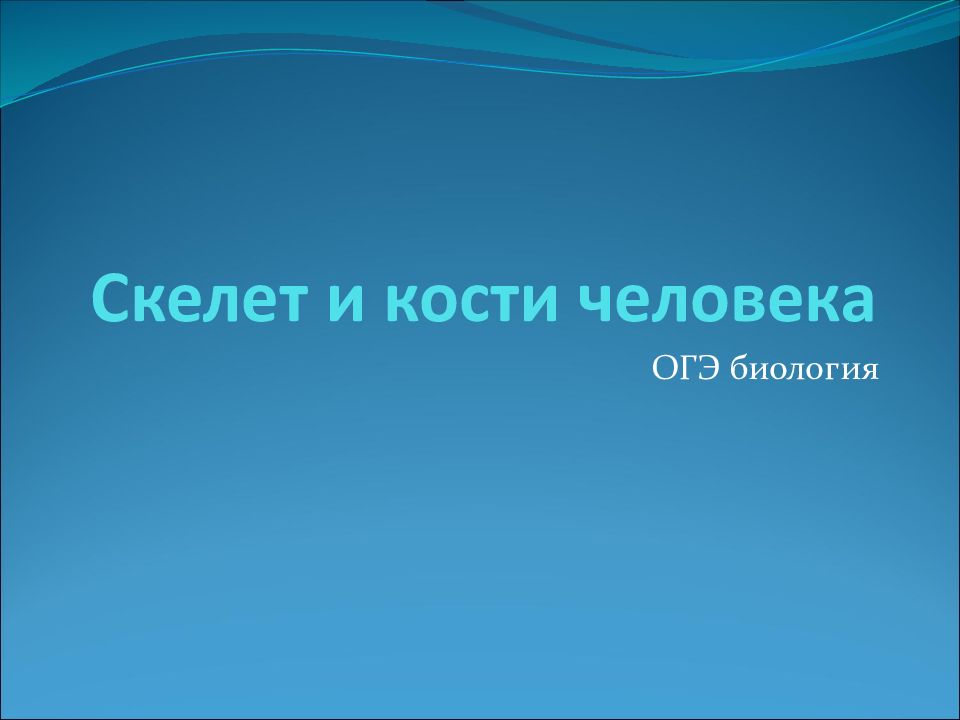 Скелет и кости человека