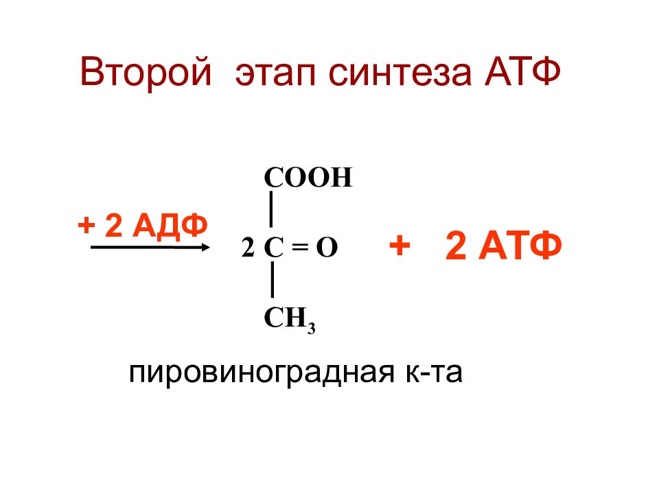 Типы синтеза атф. 2 Этап синтеза АТФ. Этапы образования АТФ. Синтез АТФ стадии. Этапы синтеза АТФ.