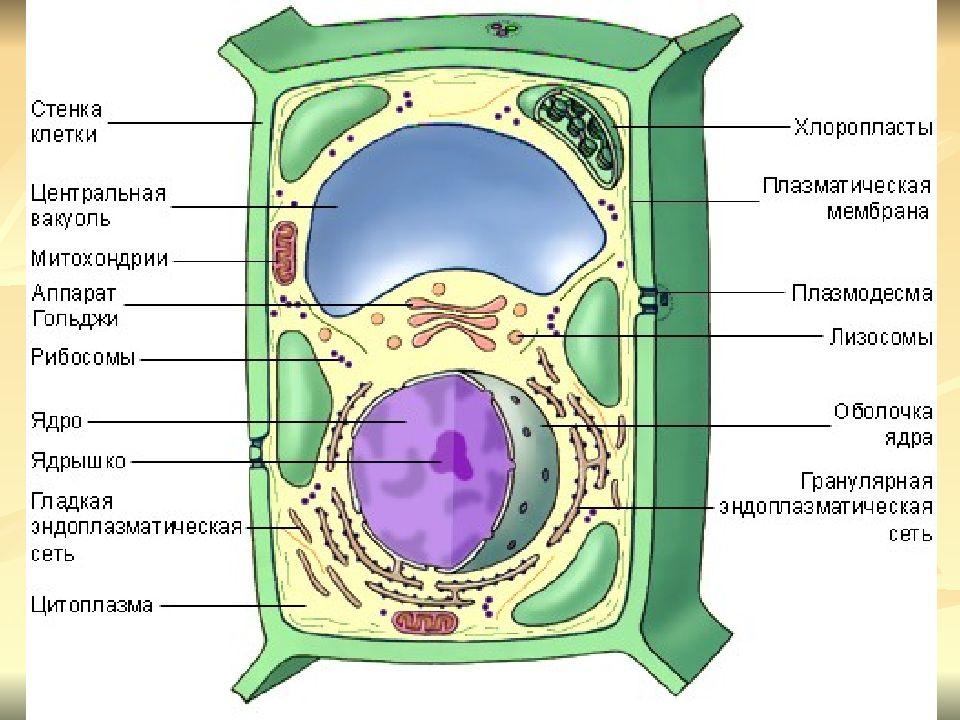 Каким номером на рисунке обозначен органоид который обеспечивает автотрофное питание клетки