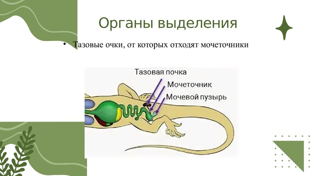 Общая характеристика пресмыкающихся