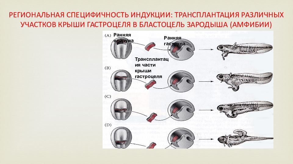 Развитие зародыша у земноводных