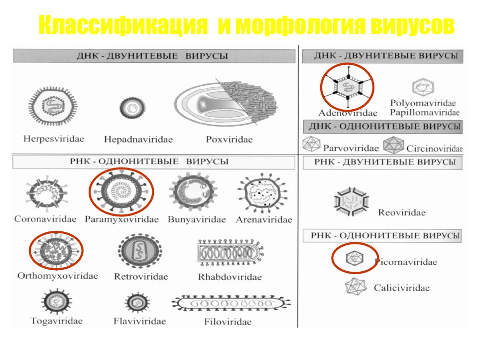 Виды вирусов схема