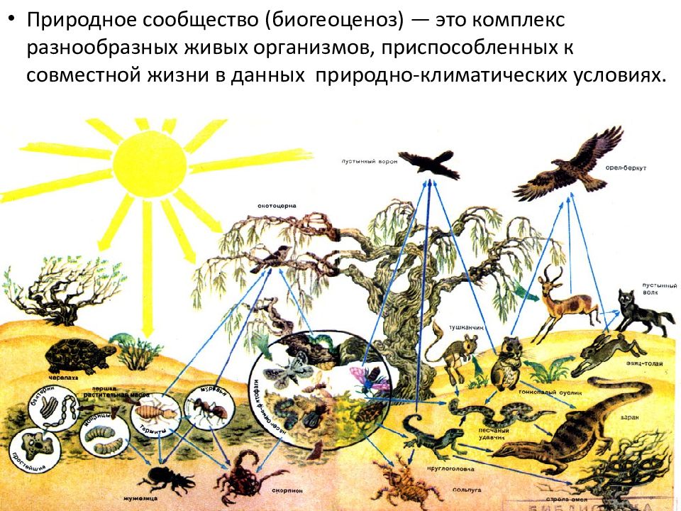 Рисунок природного сообщества 5 класс. Природное сообщество биогеоценоз. Сообщества организмов. Совместная жизнь организмов в сообществе. Совместная жизнь в природном сообществе.