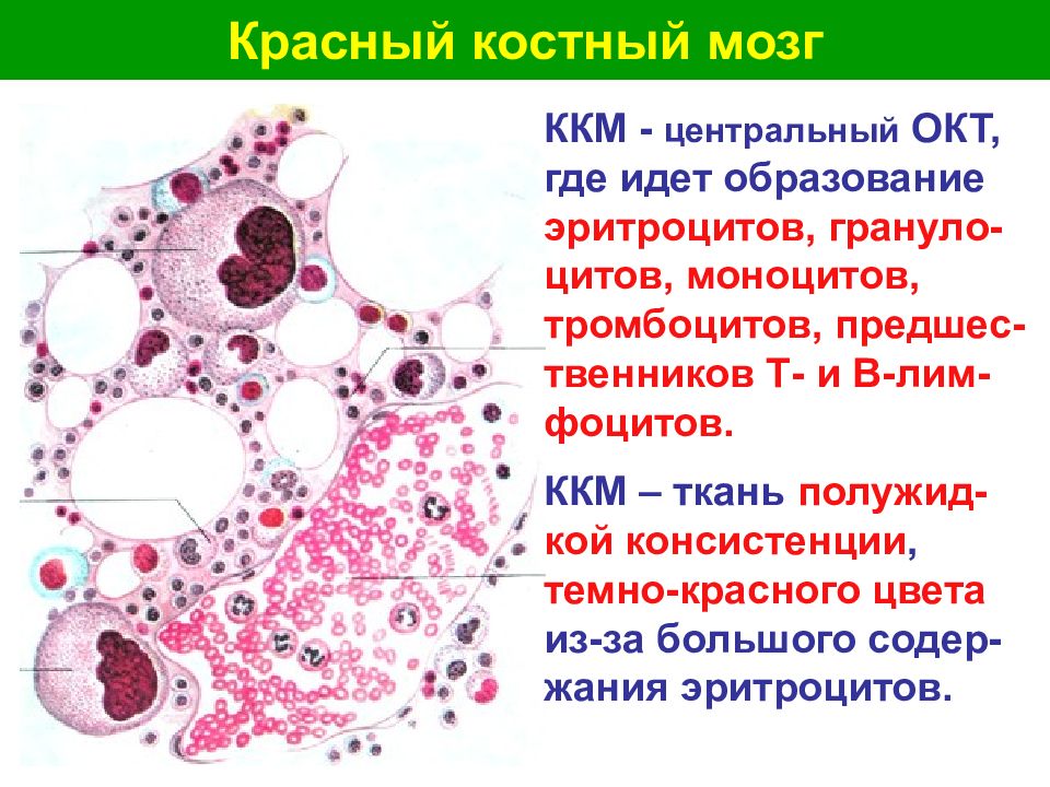 Общая характеристика органов кроветворения