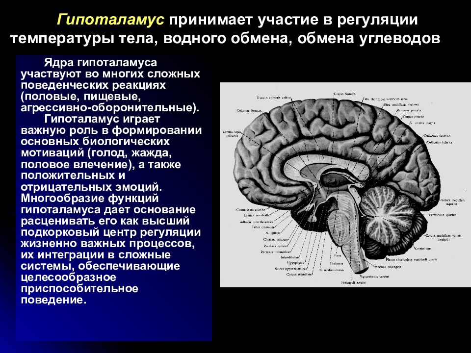 Гипоталамус функции. Функции гипоталамуса головного мозга человека. Гипоталамус за что отвечает. Гипоталамус строение и функции.