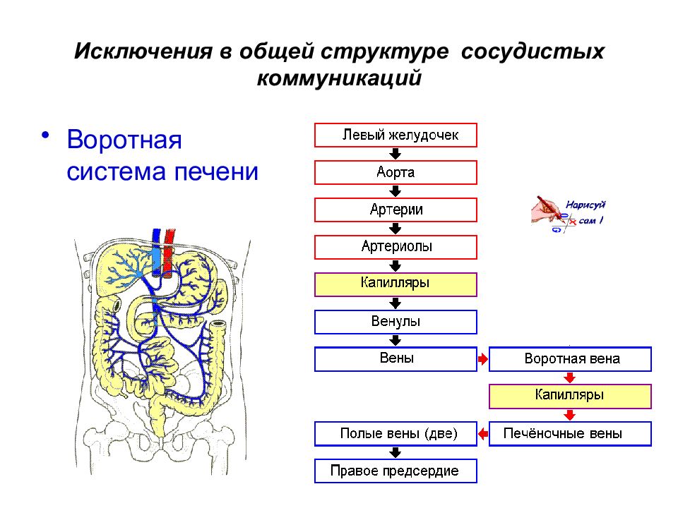 Система вен печени. Схема движения крови воротной вены печени. Воротная Вена печени анатомия. Кровоснабжение печени анатомия воротная Вена. Воротная Вена печени анатомия схема.