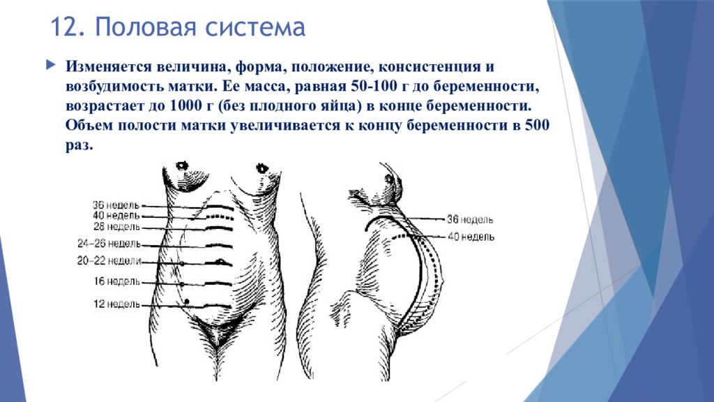 Половые Органы Рожавших Фото