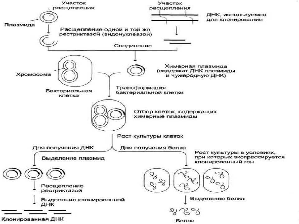 Рекомбинантная днк схема