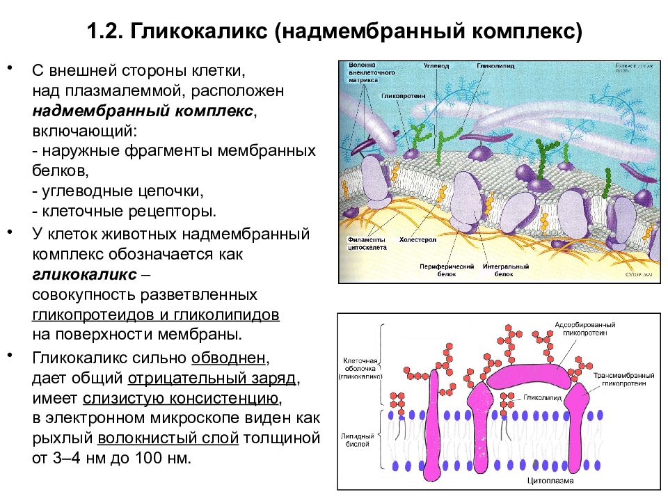 Плазматическая мембрана содержит гликокаликс. Гликокаликс мембраны. Гликокаликс клетки. Образование гликокаликса.