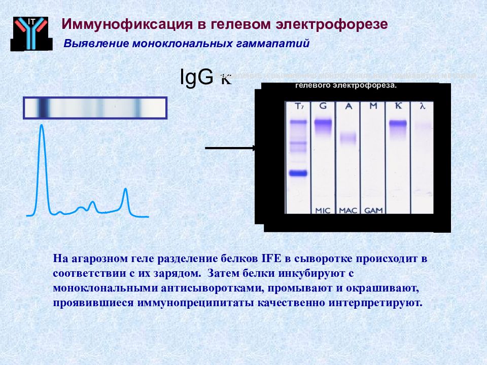 Карта в осу электрофорез