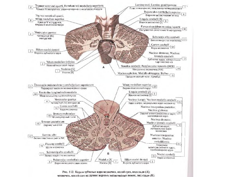 Кафаров анатомия. Мозжечок вид сверху и сзади. Зубчатое ядро на разрезе мозжечка. Мозжечок фронтальный срез ядра. Мозжечок поперечный срез гистология.
