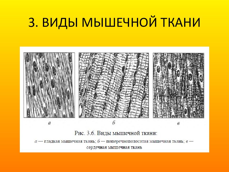 Поперечно полосатая сердечная мышечная ткань гистология рисунок