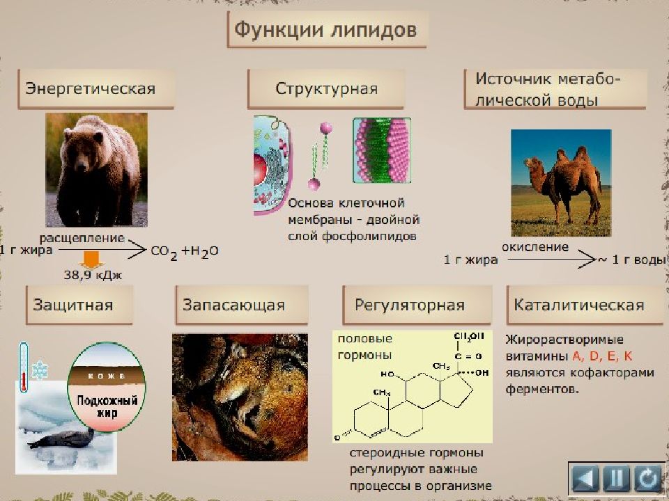 Химическая организация клетки. Структурная функция липидов пример. Защитная функция липидов. Функции липидов энергетическая запасающая. Химическая организация природы.