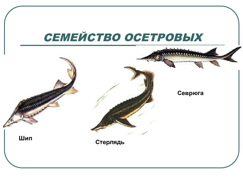 Строение осетровых рыб. Семейство осетровых. Семейство осетровых рыб. Рыба шип семейства осетровых. Осетровые рыбы названия.