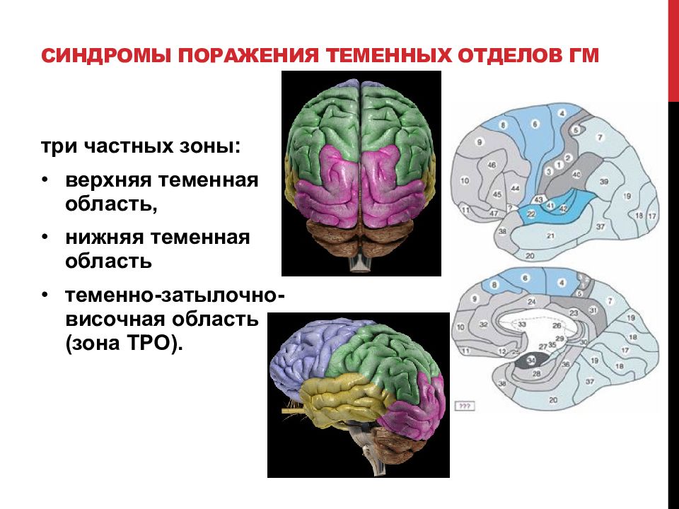 Основные понятия нейропсихологии презентация