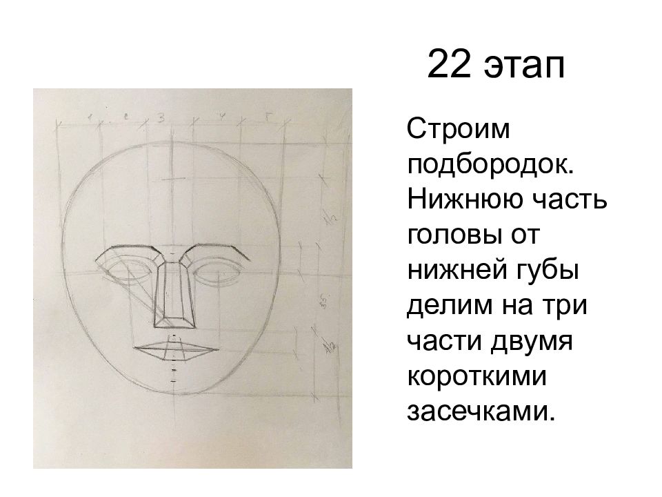 Конструкция головы человека и ее основные пропорции