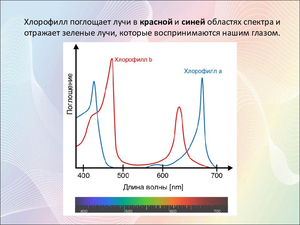 Хлорофиллы поглощают свет. Максимум поглощения хлорофиллов. Спектр поглощения хлорофилла. Спектр поглощения хлорофилла имеет максимумы. Спектр поглощения хлорофилла график.