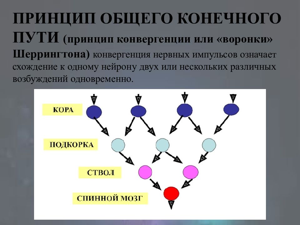 Принцип общего конечного пути