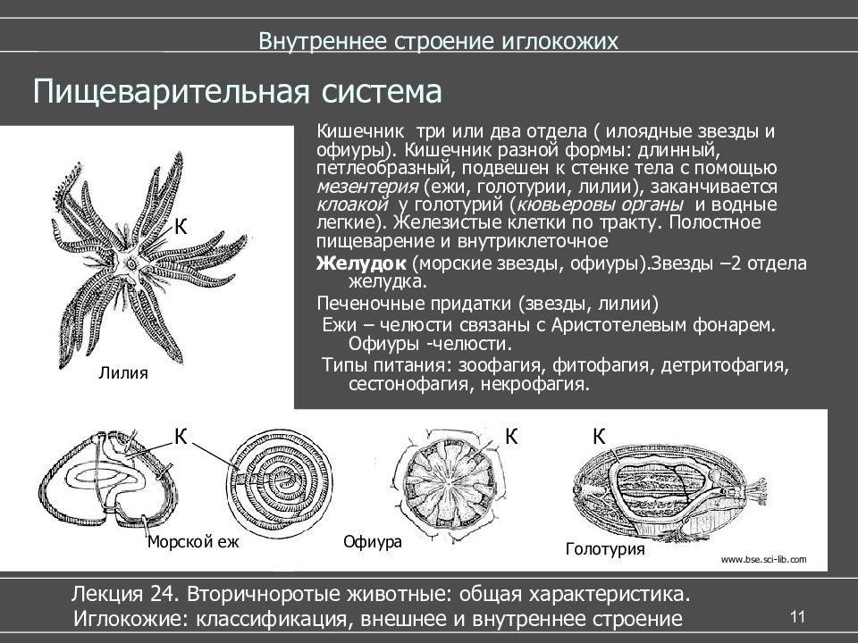 Строение морской. Иглокожие морские лилии строение. Пищеварительная система иглокожих. Тип иглокожие строение тела. Морские лилии пищеварительная система.