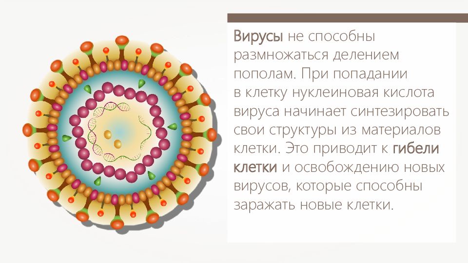 Вирусы способны размножаться только в живых клетках. Особенности клеточного строения вирусов. Вирусы презентация. Строение клетки вируса.