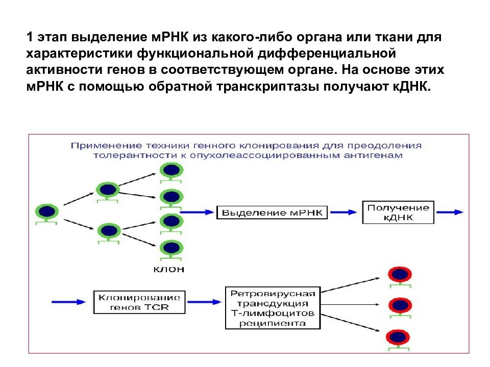 Активность генов. Методы генетического картирования генов. Этапы картирования генов. Стадии картирования генома. Методы генетического картирования хромосом человека.