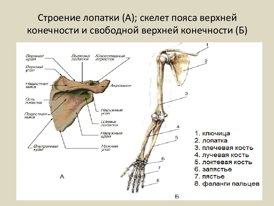 Внешнее строение конечностей последовательность их отделов. Скелет верхних конечностей человека анатомия лопатка. строение костей пояса верхних конечностей. кости плечевого пояса и свободной верхней конечности. строение скелета верхней конечности анатомия.