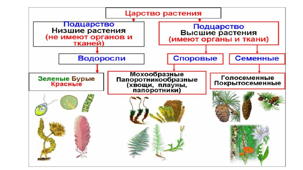 Отделы растений схема