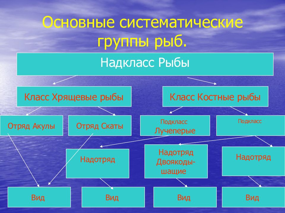 Основные систематические группы рыб презентация 7 класс