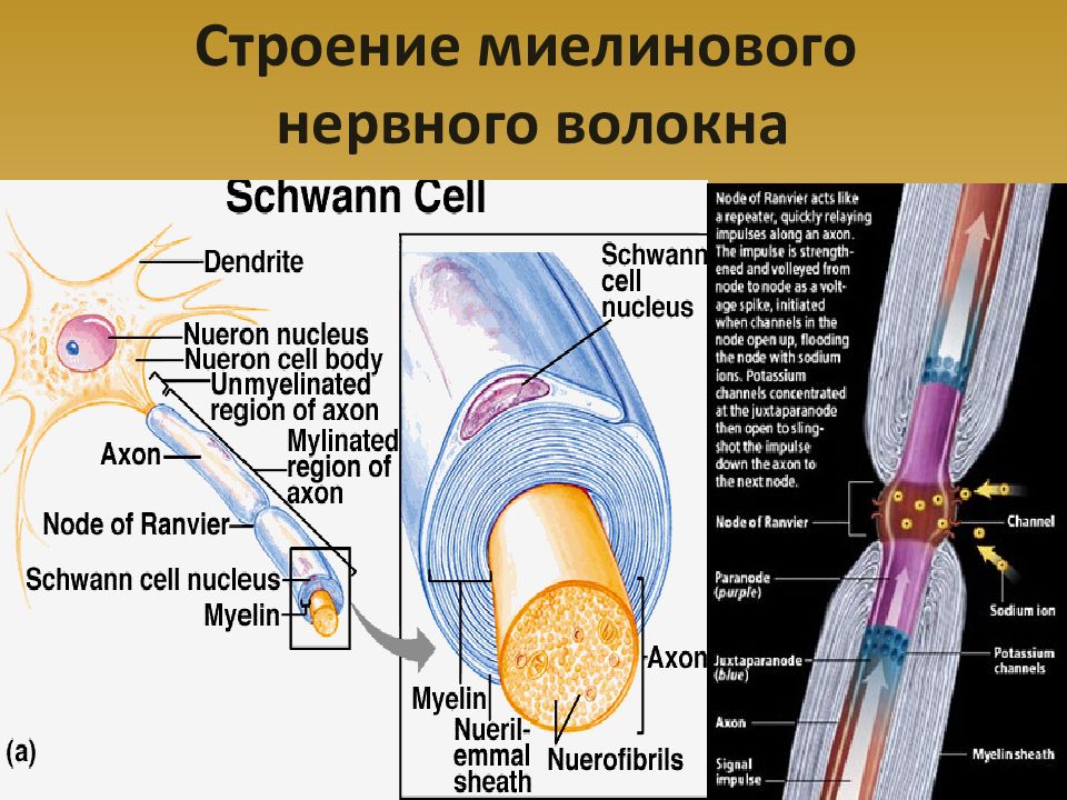 Строение оболочки миелинового волокна. Схема строения миелинизированного нервного волокна.. Нервное волокно строение миелиновая оболочка. Строение миелинового нерва.