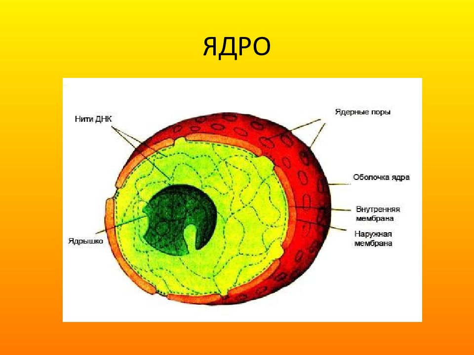 Оболочка клеточного ядра. Ядро и ядрышко. Клеточное ядро строение гистология. Строение ядра гистология. Строение ядрышка гистология.