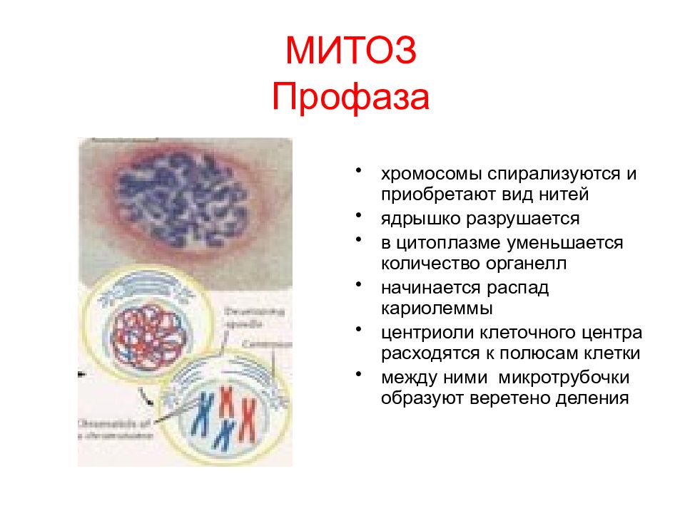 Цитоплазма митоза. Микротрубочки профаза митоза. Хромосомы спирализуются митоз. Функции митоза. Хромосомы в профазе митоза.