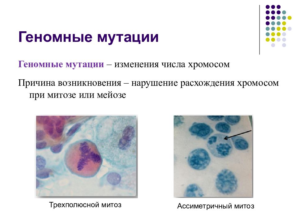 Геномные и хромосомные мутации презентация 10 класс профиль