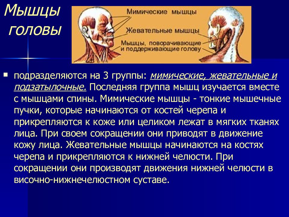 Мимические мышцы функции. Мышцы головы мимические и жевательные. Мимические и жевательные мышцы головы анатомия. Функции жевательных мышц головы. Мышцы головы подразделяются на.