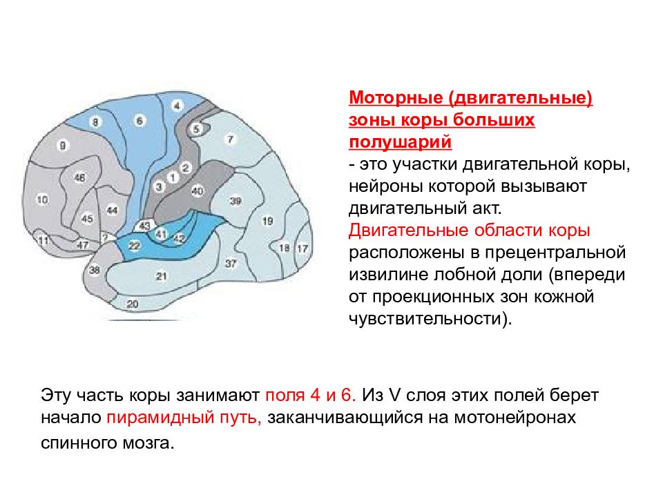 Моторные зоны мозга. Двигательная зона коры больших полушарий. Локализация функций в коре большого мозга. Локализация сенсорных функций в коре больших полушарий.. Моторная зона функции.