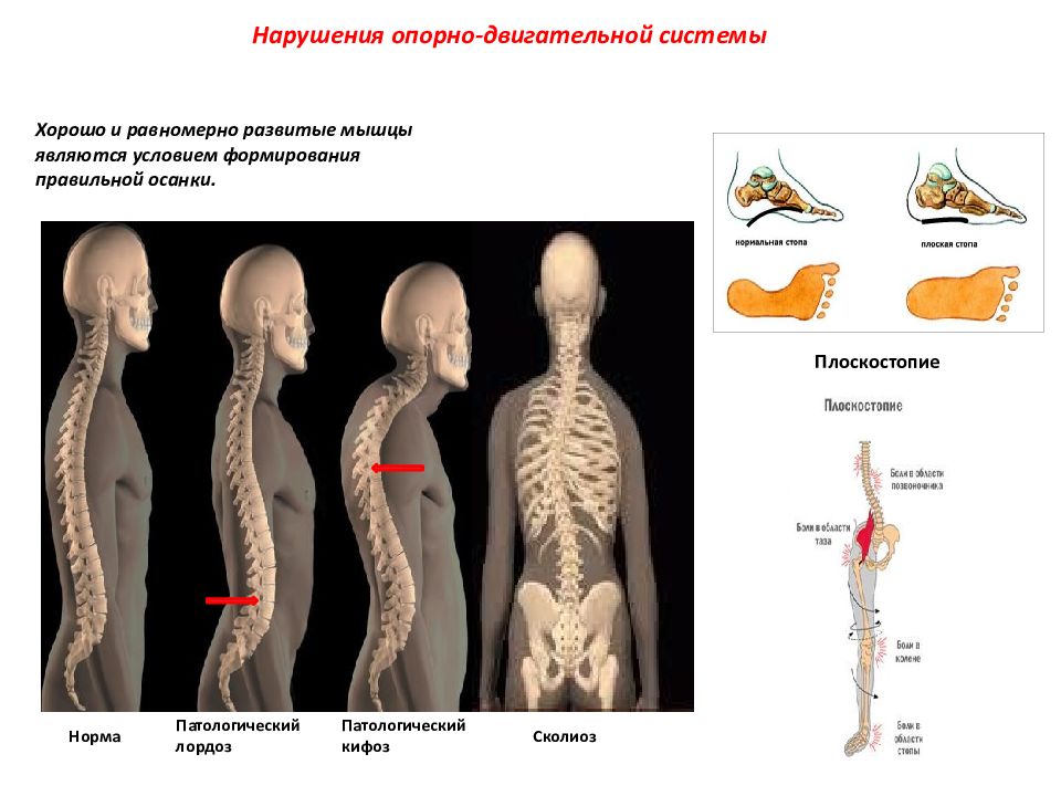 Внимательно рассмотри рисунок на котором изображена опорно двигательная система человека впр 4 класс