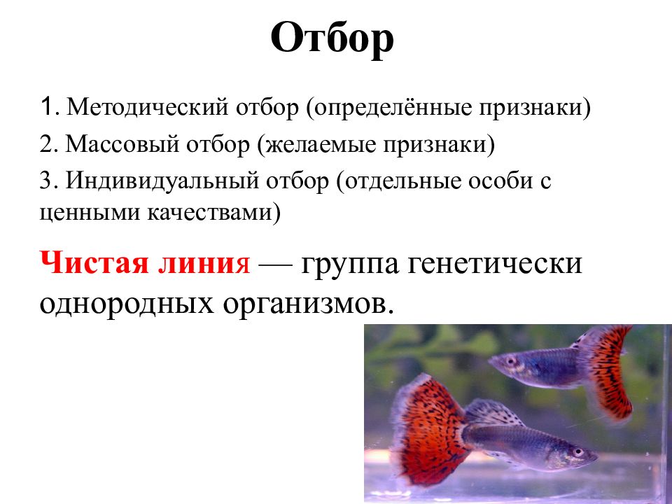 Основные селекции и биотехнологии презентация. Отбор в селекции. Методический отбор в селекции. Массовый отбор в селекции растений примеры.